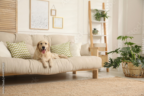 Photography Adorable Golden Retriever dog on sofa in living room