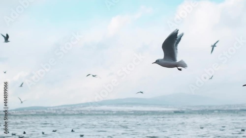 Many seagulls fly near the sea shore. In the background a mountain landscape. Slow motion 240FPS.