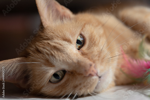 close up portrait of a beautiful cat indoor
