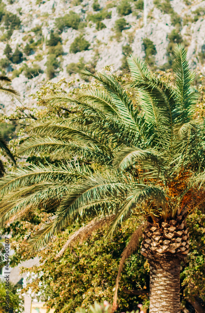 Fototapeta premium Palm trees on a background of mountains