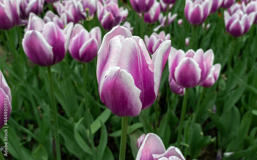 Purple tulip flower. Tulip flower on a flower plantation. Purple tulip flower. Tulip flower on a flower plantation.