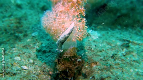 Large White Black Striped Nudibranch Tossed Thrown Off Soft Coral in Sea Current photo