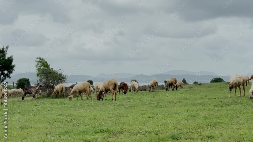 Flock Of Sheep Grazing At The Green Meadow During Cloudy Day In Nashik City In Indian State Of Maharashtra. wide shot Flock Of Sheep Grazing At The Green Meadow During Cloudy Day In Nashik City In Indian State Of Maharashtra. wide shot
