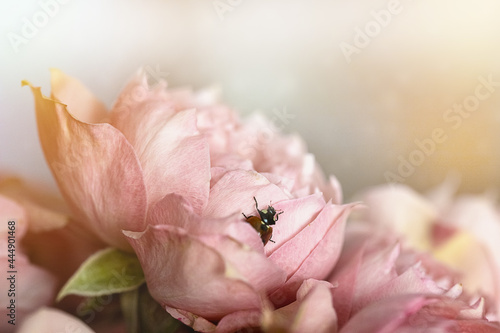 Rose flower. A closeup of an English rose with a ladybug in its petals. Pink beautiful flower.