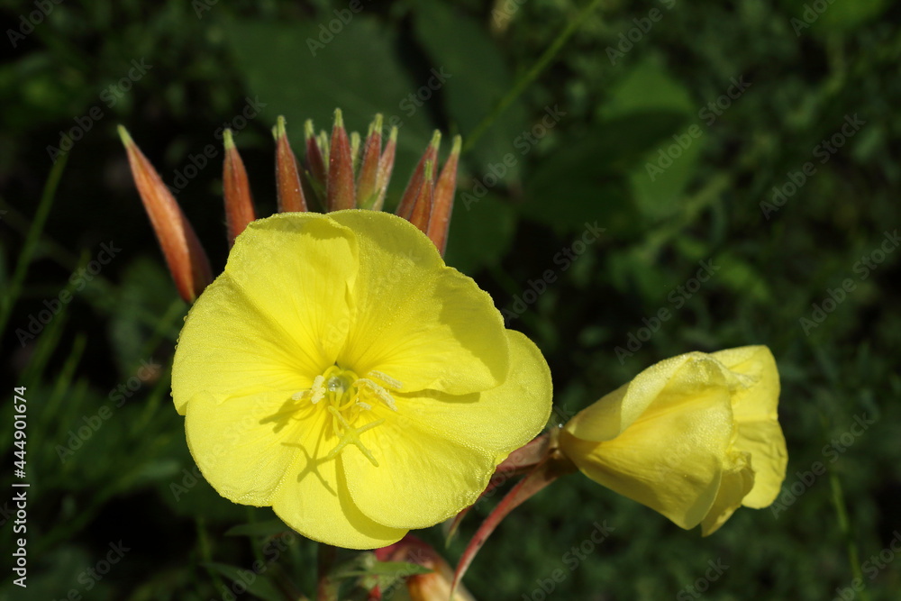 Fototapeta premium An Evening Primrose in sunlight.