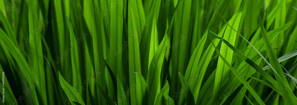 background of green grass field background of green grass field