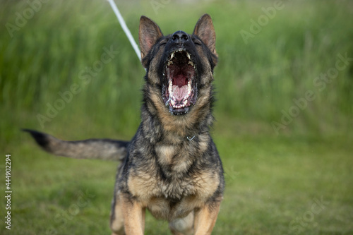 beaufitul german shepsherd is barking during obedience lesson
