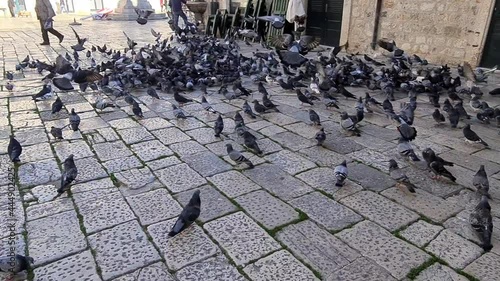 Flock of pigeons in medival city Dubrovnik