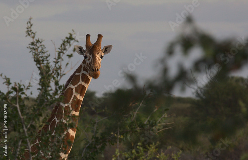 Fototapeta Naklejka Na Ścianę i Meble -  side view of reticulated giraffe in the evening light in Meru National Park, Kenya