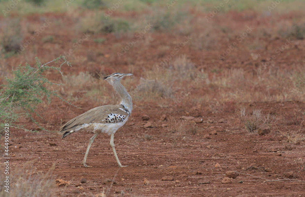 side view of kori bustard walking in the wild Meru National Park, Kenya side view of kori bustard walking in the wild Meru National Park, Kenya