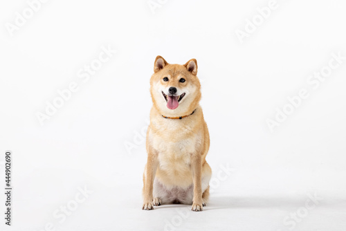 Siba inu. Red Dog head a white background. Japanese dog smiling