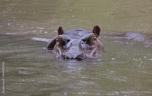 hippo submerged and swimming in river looking directly and alert at camera in wild Meru National Park, Kenya