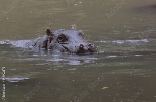 cute baby hippo swimming in river with head out and looking with caution in wild Meru National Park, Kenya