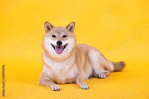 Siba inu. Red Dog head a yellow background. Japanese dog smiling