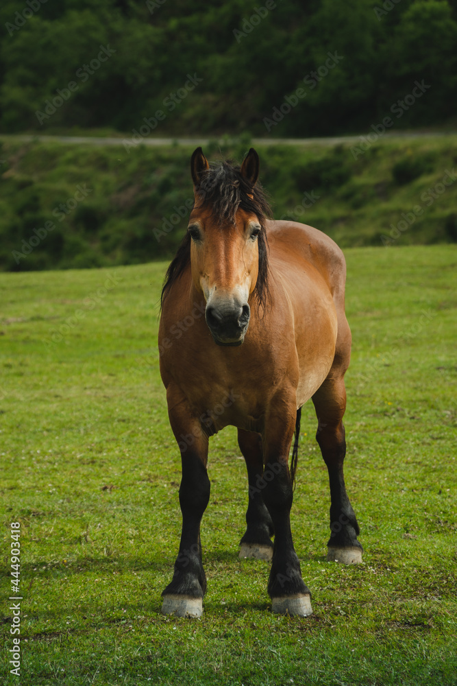 Percheron horse in Asturias in freedom in the mountain, loocking to the camera. Asturcon