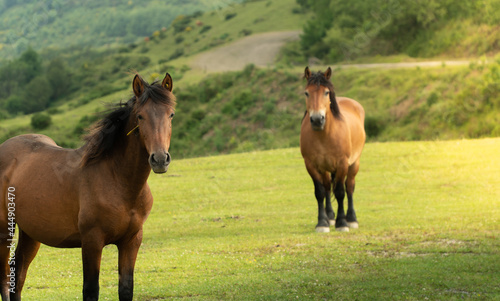 Percheron horses in Asturias in freedom in the mountain  loocking to the camera. Asturcon 
