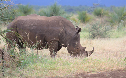 side profile of southern white rhino grazing in the open plains of wild Meru National Park, Kenya photo