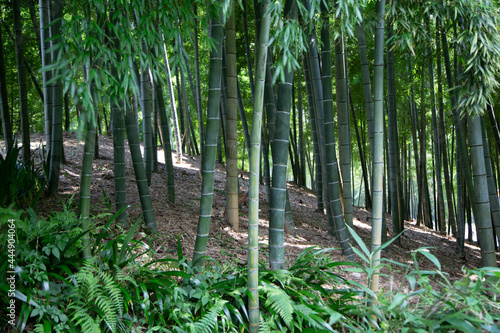 京都 洛西の竹林