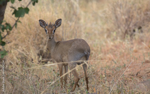 cute dik-dik standing alert and looking back in the wild bush of Meru National Park  Kenya
