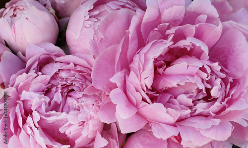 Peony petals pink rose flowers