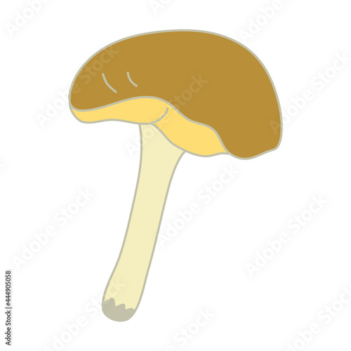 Yellow boletus mushroom. Hand drawn  vector illustration with outline isolated on white background.	