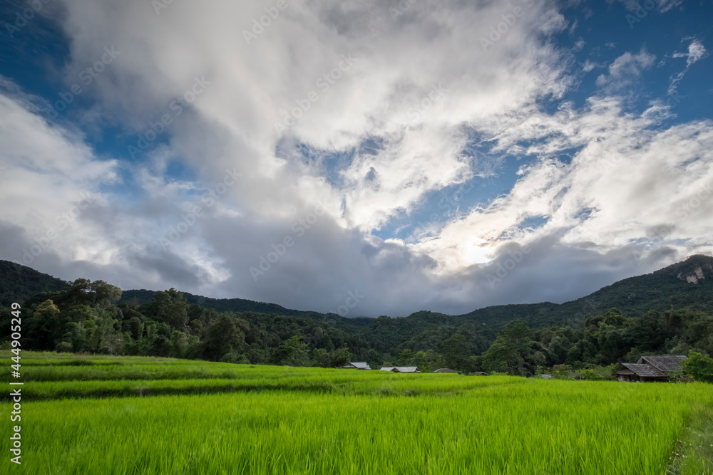 rice farm field urban and blue sky thailand