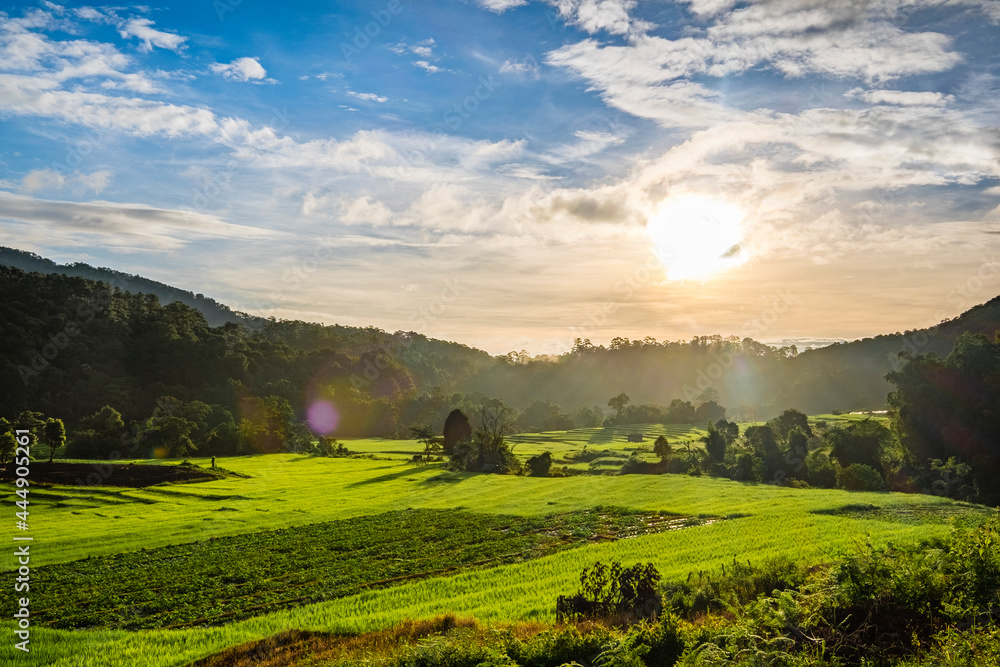 Obraz premium sunset in rice farm field thailand