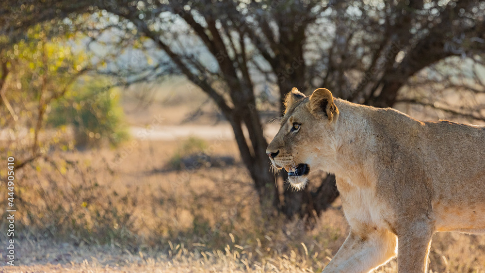 a beautiful lioness on the move a beautiful lioness on the move
