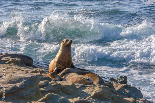 Sea lions at sunset on the rocks at La Jolla Cove at San Diego