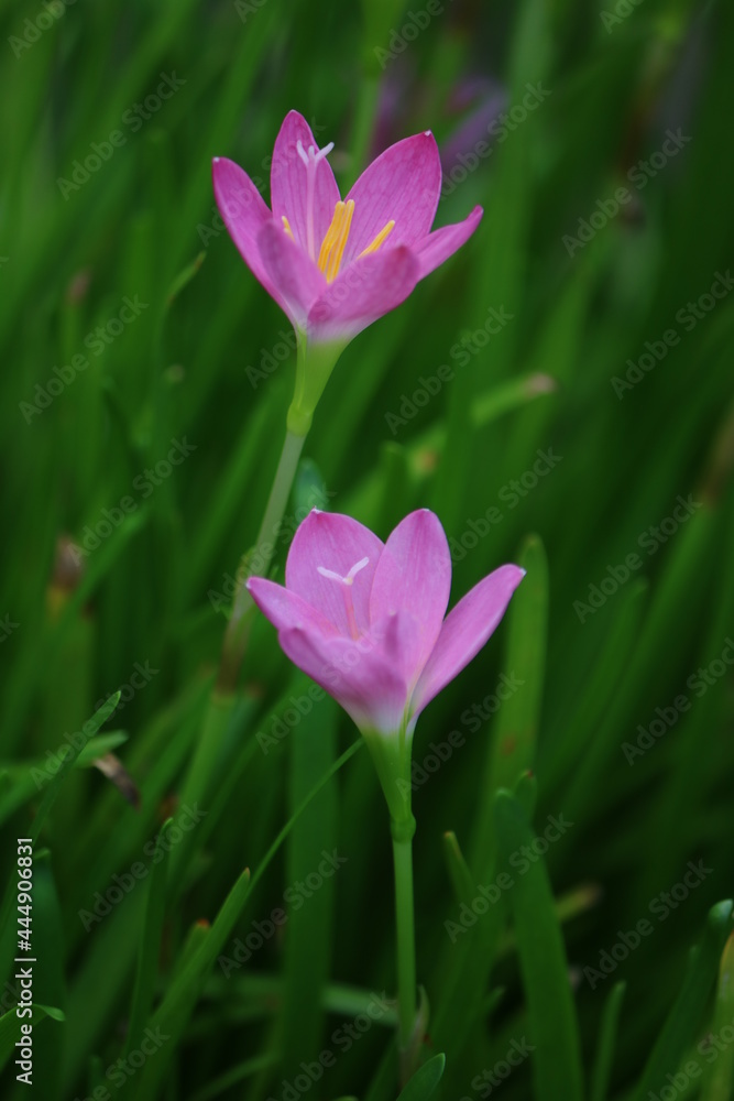 Obraz premium pink lotus flower