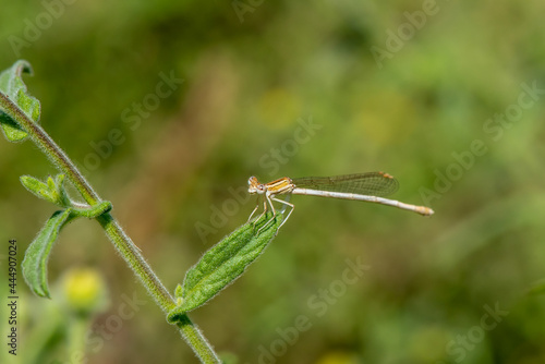 Close up of damselfly with orange and beige markings resting on a leaf with green background on a sunny day in Israel. 