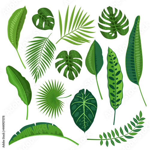 Tropical tree leaves collection. Vector illustration cartoon icon set isolated on white background.