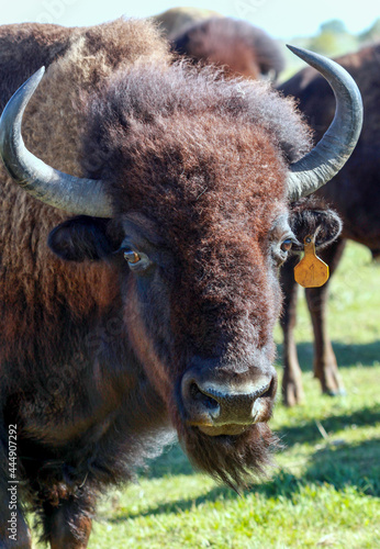 Close up of North American Bison in rural North Dakota, USA
