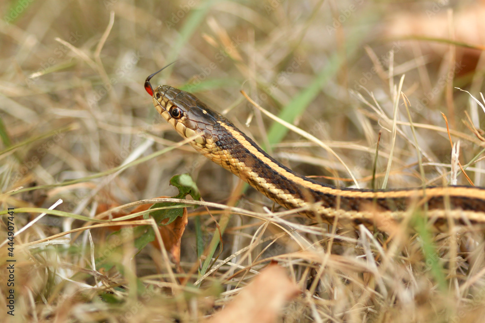 Close up of a Common Garter snake slithering around in the dead grass in the Autumn in Minnesota, USA.
Close up of a Common Garter snake slithering around in the dead grass in the Autumn in Minnesota, USA.