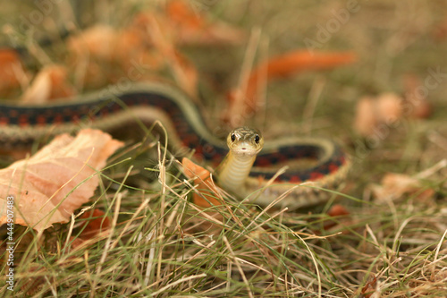 Close up of a Common Garter snake slithering around in the dead grass in the Autumn in Minnesota, USA.
 photo