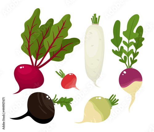 Bright vector collection of vegetable roots isolated on white.