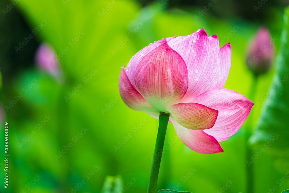 Fototapeta premium 雨粒滴る1輪の蓮の花 【a lotus flower with raindrops】