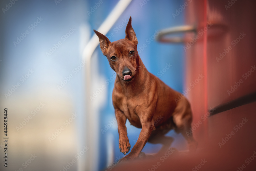 A funny Zwergpinscher with his tongue hanging out sitting on the edge of a blue-and-red train car A funny Zwergpinscher with his tongue hanging out sitting on the edge of a blue-and-red train car
