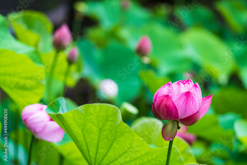                                   scenery of lotus pond after rain   