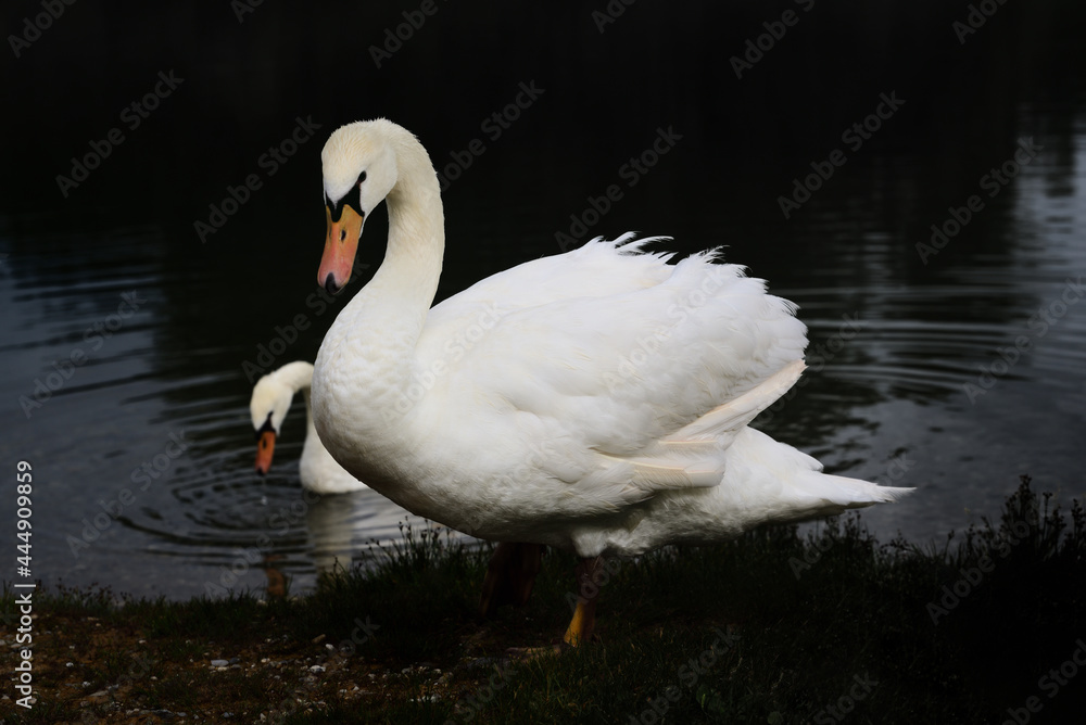Close up of a magnificent swan standing on the edge of a bank against dark water and background Close up of a magnificent swan standing on the edge of a bank against dark water and background
