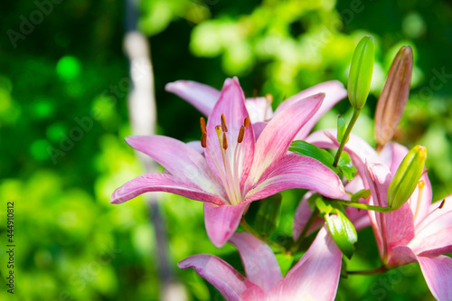 Beautiful pink lilies grow in the summer garden. Blurred back green background