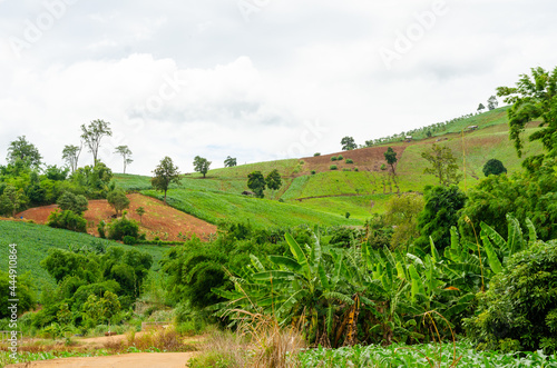 landscape of agriculture on the hill photo