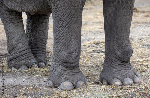 Photography Detail of elephant feet outdoor