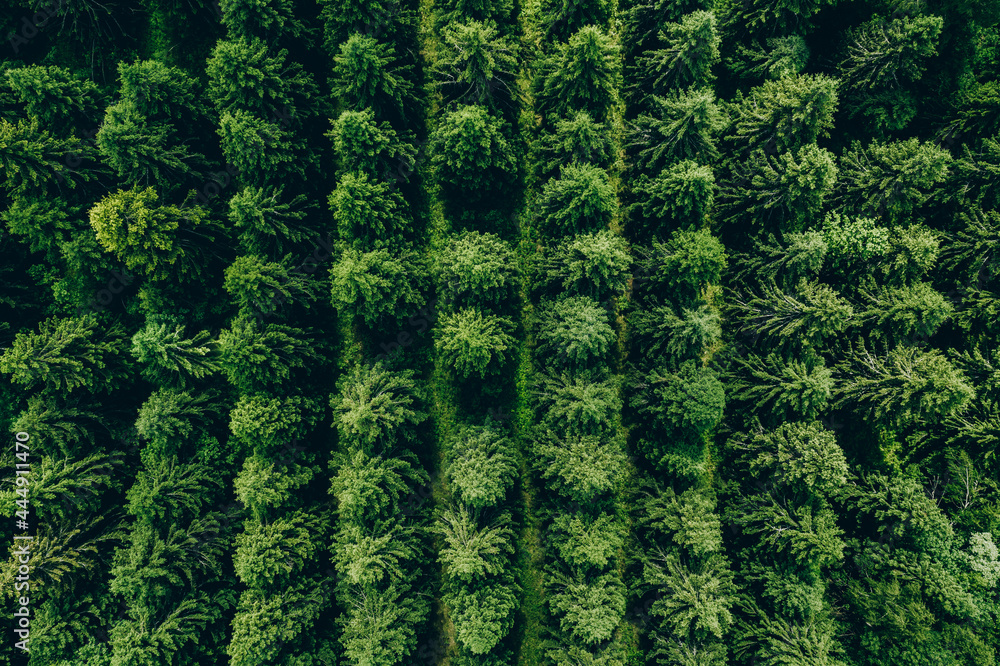 Aerial view of green summer forest with spruces