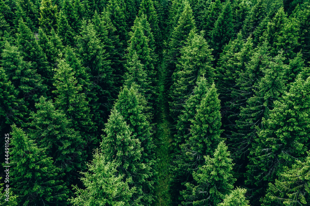 Aerial view of green summer forest with spruces Aerial view of green summer forest with spruces