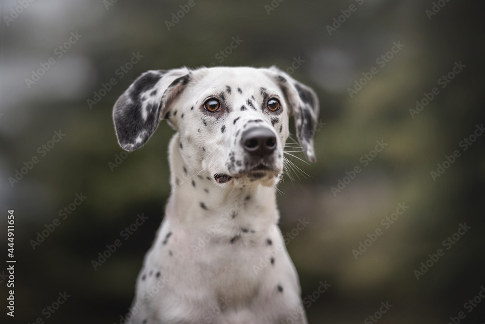 Classic portrait of a spotted Dalmatian on a green park background