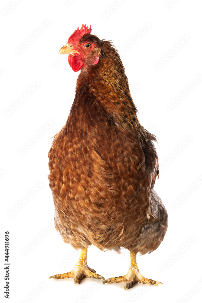 Fototapeta premium Hen isolated on white background