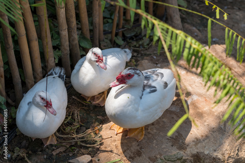 three duck in farm