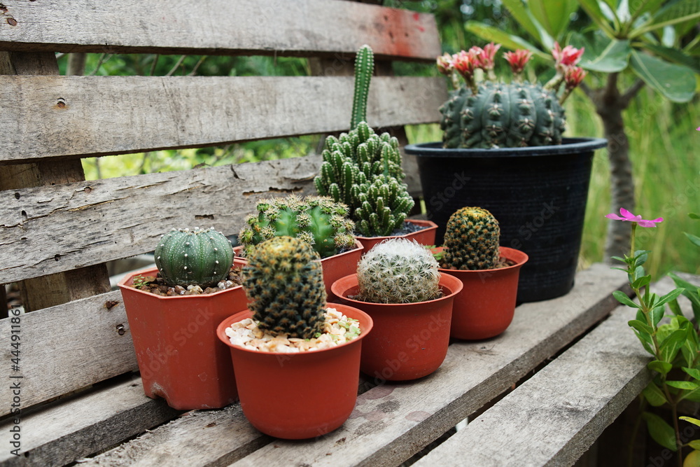 Collection of various cactus and succulent plants in home garden