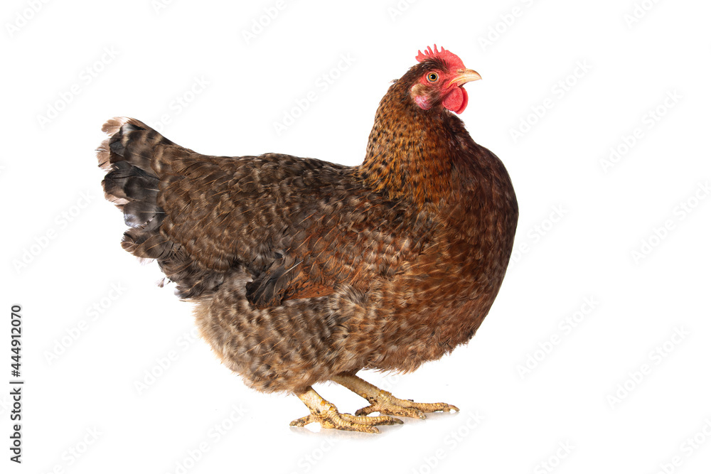 Hen isolated on white background Hen isolated on white background
